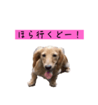 ちょこっとチョコスタ！✨ 第3弾（個別スタンプ：14）