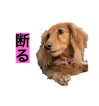 ちょこっとチョコスタ！✨ 第3弾（個別スタンプ：15）