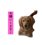 ちょこっとチョコスタ！✨ 第3弾（個別スタンプ：17）