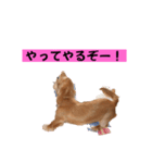 ちょこっとチョコスタ！✨ 第3弾（個別スタンプ：18）