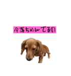 ちょこっとチョコスタ！✨ 第3弾（個別スタンプ：22）