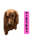ちょこっとチョコスタ！✨ 第3弾（個別スタンプ：23）