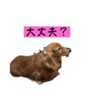 ちょこっとチョコスタ！✨ 第3弾（個別スタンプ：24）