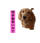 ちょこっとチョコスタ！✨ 第3弾（個別スタンプ：28）