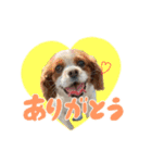 ライビルスタンプ（個別スタンプ：1）