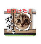 よく使う可愛い猫のメッセージ。猫ミーム。（個別スタンプ：16）