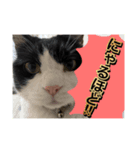 ほぼほぼほぼほぼネコ（個別スタンプ：1）
