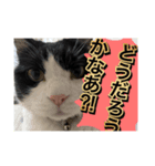 ほぼほぼほぼほぼネコ（個別スタンプ：2）