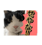 ほぼほぼほぼほぼネコ（個別スタンプ：3）