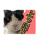 ほぼほぼほぼほぼネコ（個別スタンプ：5）