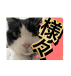 ほぼほぼほぼほぼネコ（個別スタンプ：6）