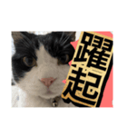 ほぼほぼほぼほぼネコ（個別スタンプ：8）