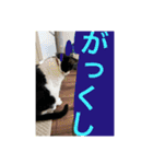 ほぼほぼほぼほぼネコ（個別スタンプ：9）
