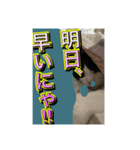 ほぼほぼほぼほぼネコ（個別スタンプ：15）