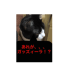 ほぼほぼほぼほぼネコ（個別スタンプ：17）