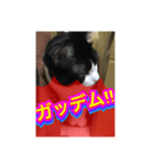 ほぼほぼほぼほぼネコ（個別スタンプ：18）