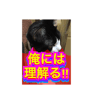 ほぼほぼほぼほぼネコ（個別スタンプ：20）