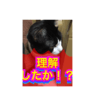 ほぼほぼほぼほぼネコ（個別スタンプ：21）