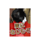 ほぼほぼほぼほぼネコ（個別スタンプ：25）