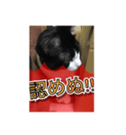 ほぼほぼほぼほぼネコ（個別スタンプ：26）
