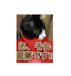 ほぼほぼほぼほぼネコ（個別スタンプ：27）