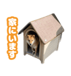 みかんの写真スタンプ1（個別スタンプ：16）