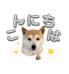 にこのスタンプの巻（個別スタンプ：2）