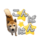 にこのスタンプの巻（個別スタンプ：3）
