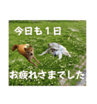 にこのスタンプの巻（個別スタンプ：9）