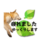 にこのスタンプの巻（個別スタンプ：11）