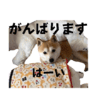 にこのスタンプの巻（個別スタンプ：13）