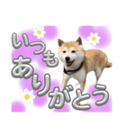 にこのスタンプの巻（個別スタンプ：16）