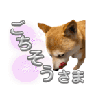 にこのスタンプの巻（個別スタンプ：17）
