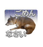 にこのスタンプの巻（個別スタンプ：24）