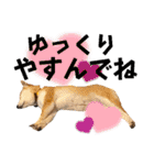 にこのスタンプの巻（個別スタンプ：28）