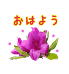 韓国語＆日本語色んなお花（個別スタンプ：1）