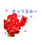 韓国語＆日本語色んなお花（個別スタンプ：8）