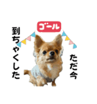 れおすけスタンプver.2（個別スタンプ：6）