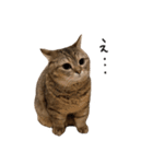にぼしらといっしょ（個別スタンプ：7）