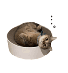にぼしらといっしょ（個別スタンプ：14）