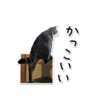 Norao（個別スタンプ：1）