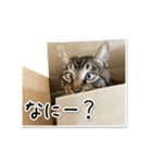 Norao（個別スタンプ：3）