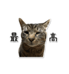 Norao（個別スタンプ：4）