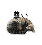 Norao（個別スタンプ：6）