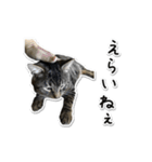 Norao（個別スタンプ：7）