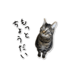 Norao（個別スタンプ：8）