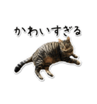 Norao（個別スタンプ：10）