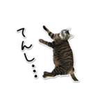 Norao（個別スタンプ：11）
