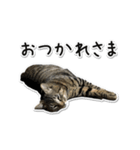 Norao（個別スタンプ：16）