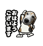 ビーグル犬(日常会話)（個別スタンプ：5）